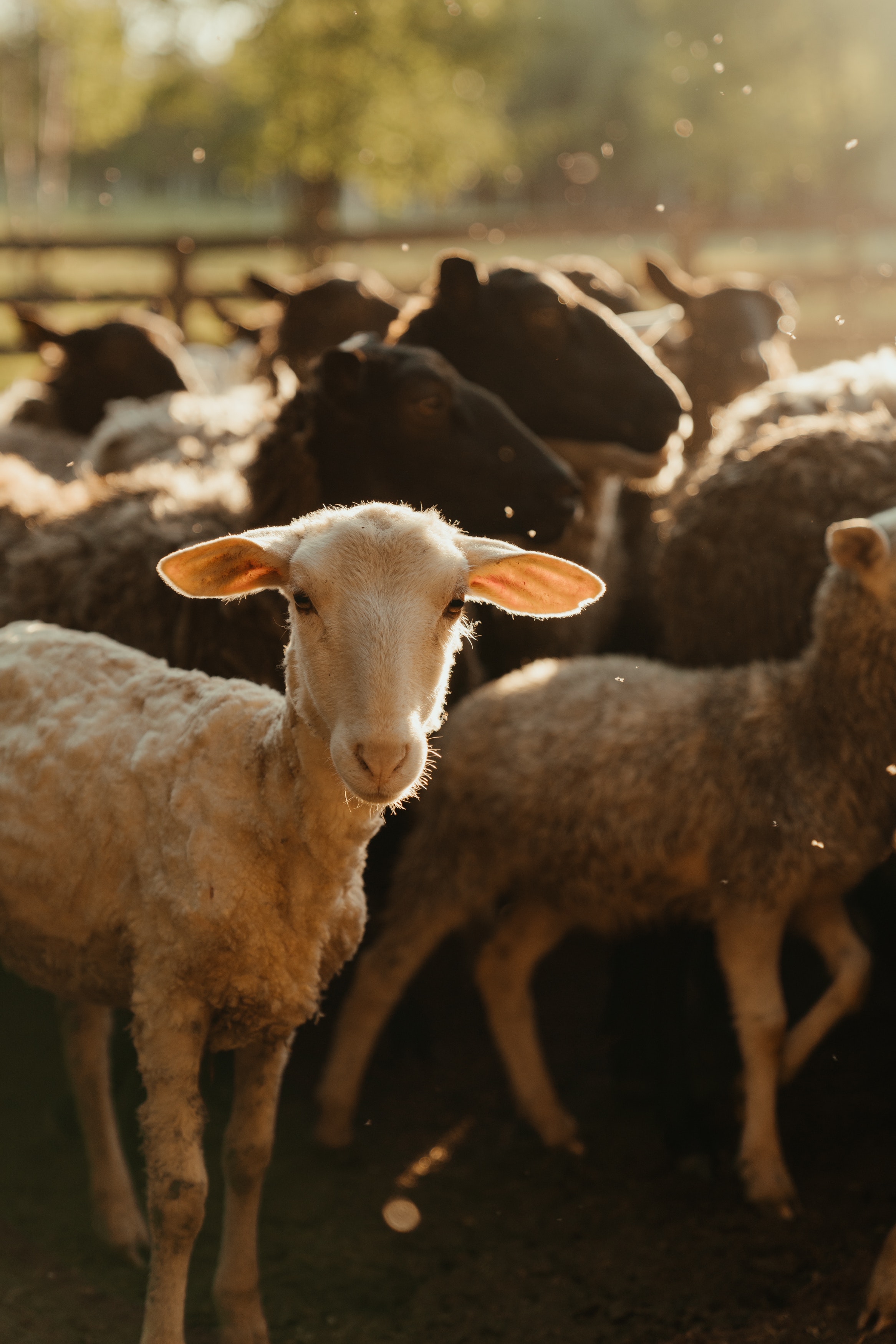 Sheared sheep